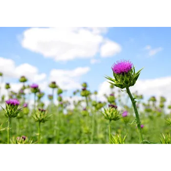 Milk Thistle 